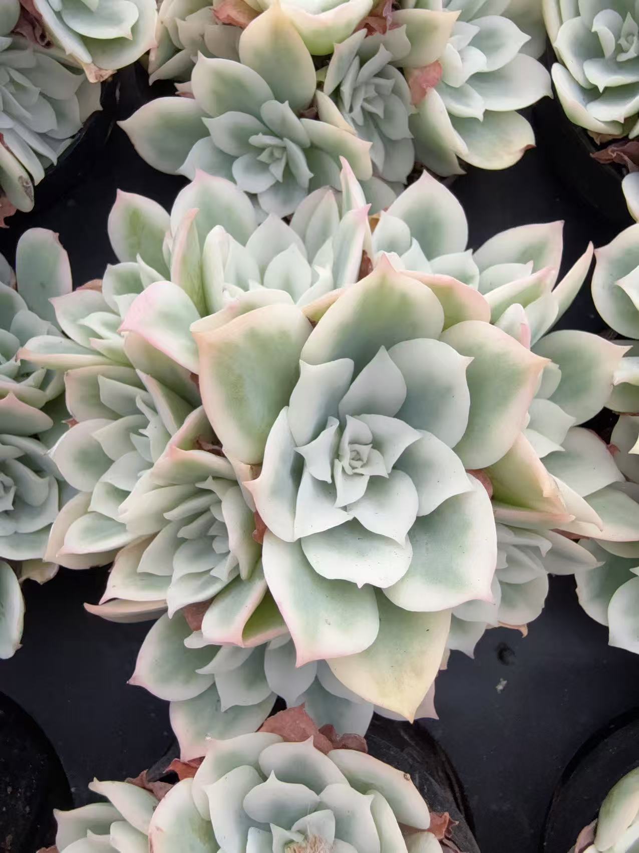 80#群生无砍柠檬玫瑰（白锦）（6-8cm）脱土