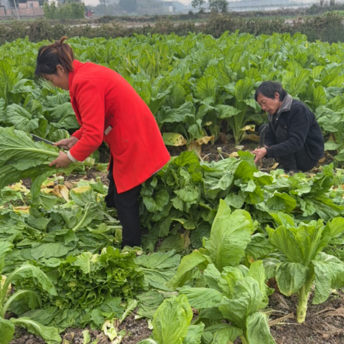 四川乐山农户自种棒棒菜青菜芥菜