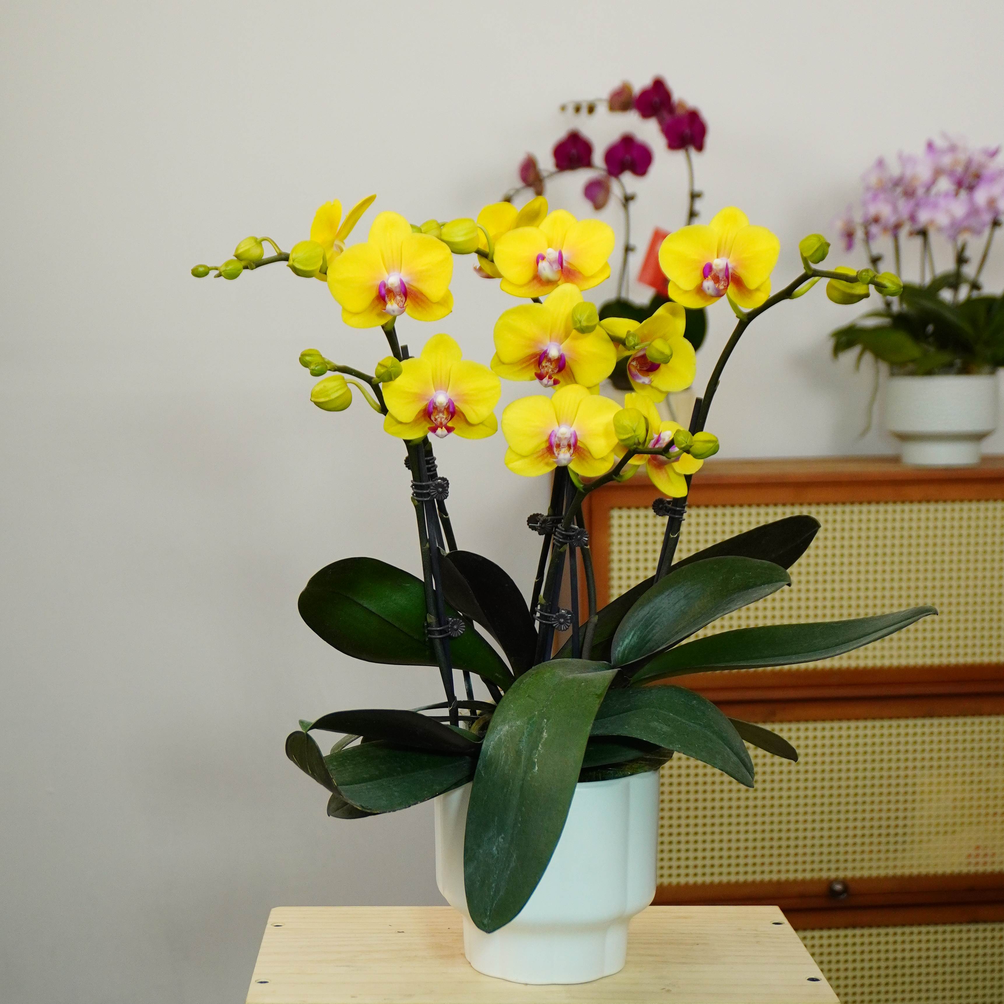 【大菠萝】蝴蝶兰四季好养精美花卉观果植物杂交蝴蝶兰基地批发直播