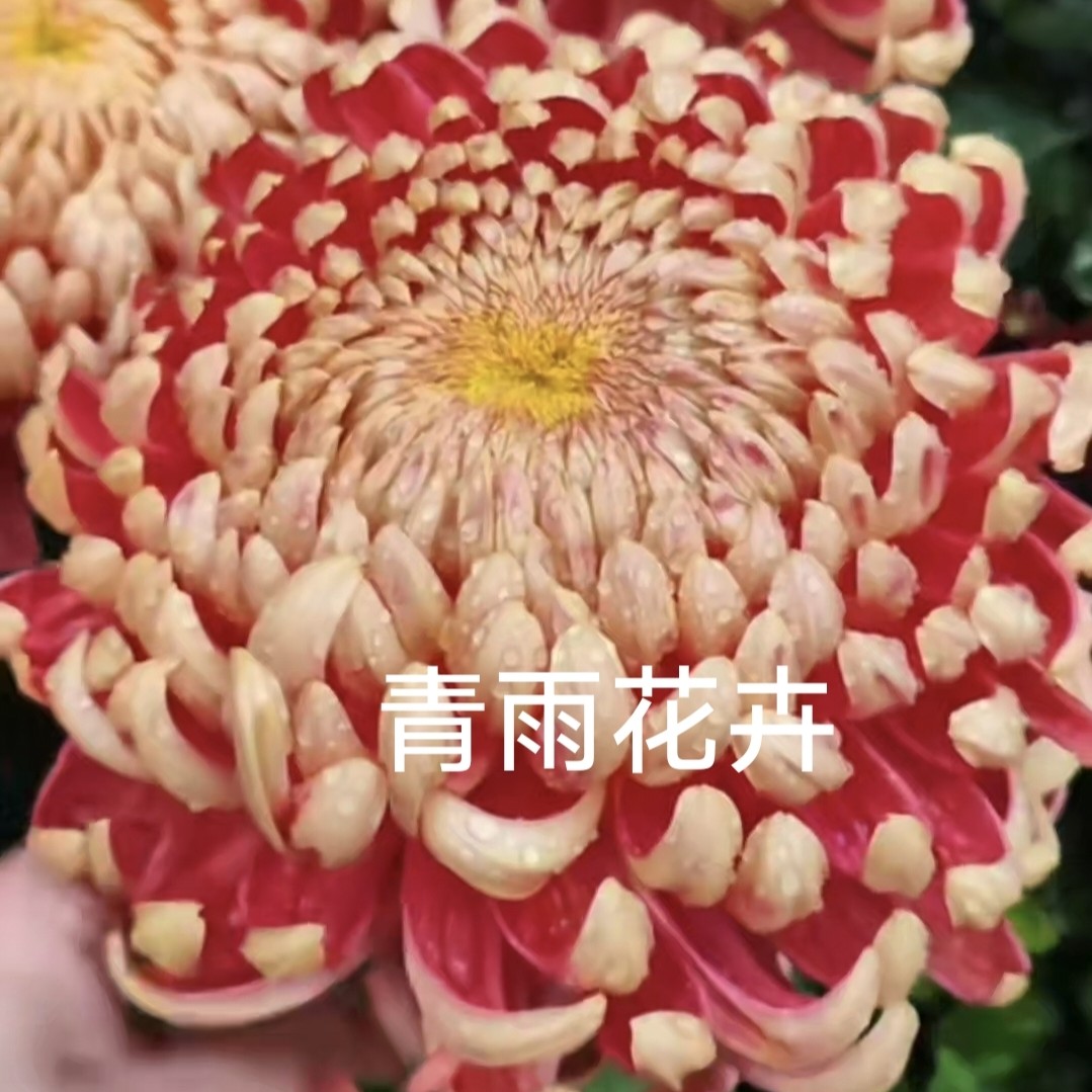 【太平红叶】（带花苞）带花苞大花富贵菊 九月大菊盆栽开花好看
