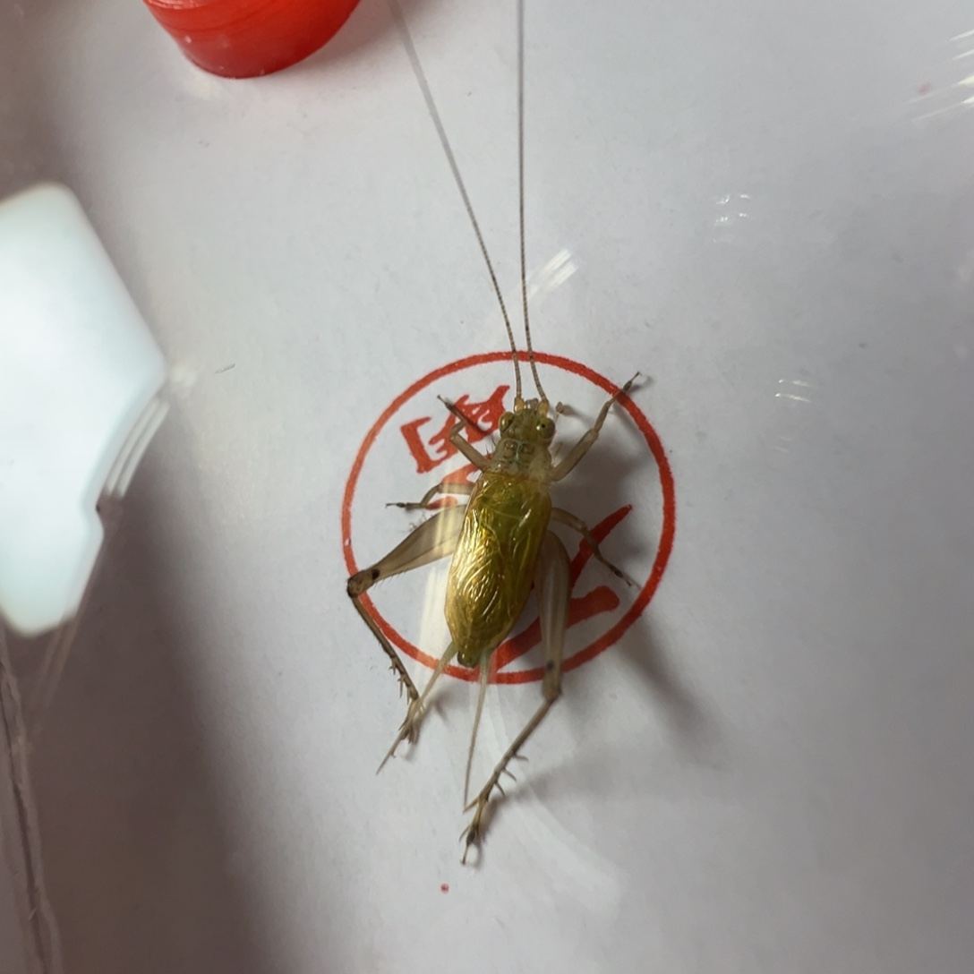 漂亮大黄龄一只好看