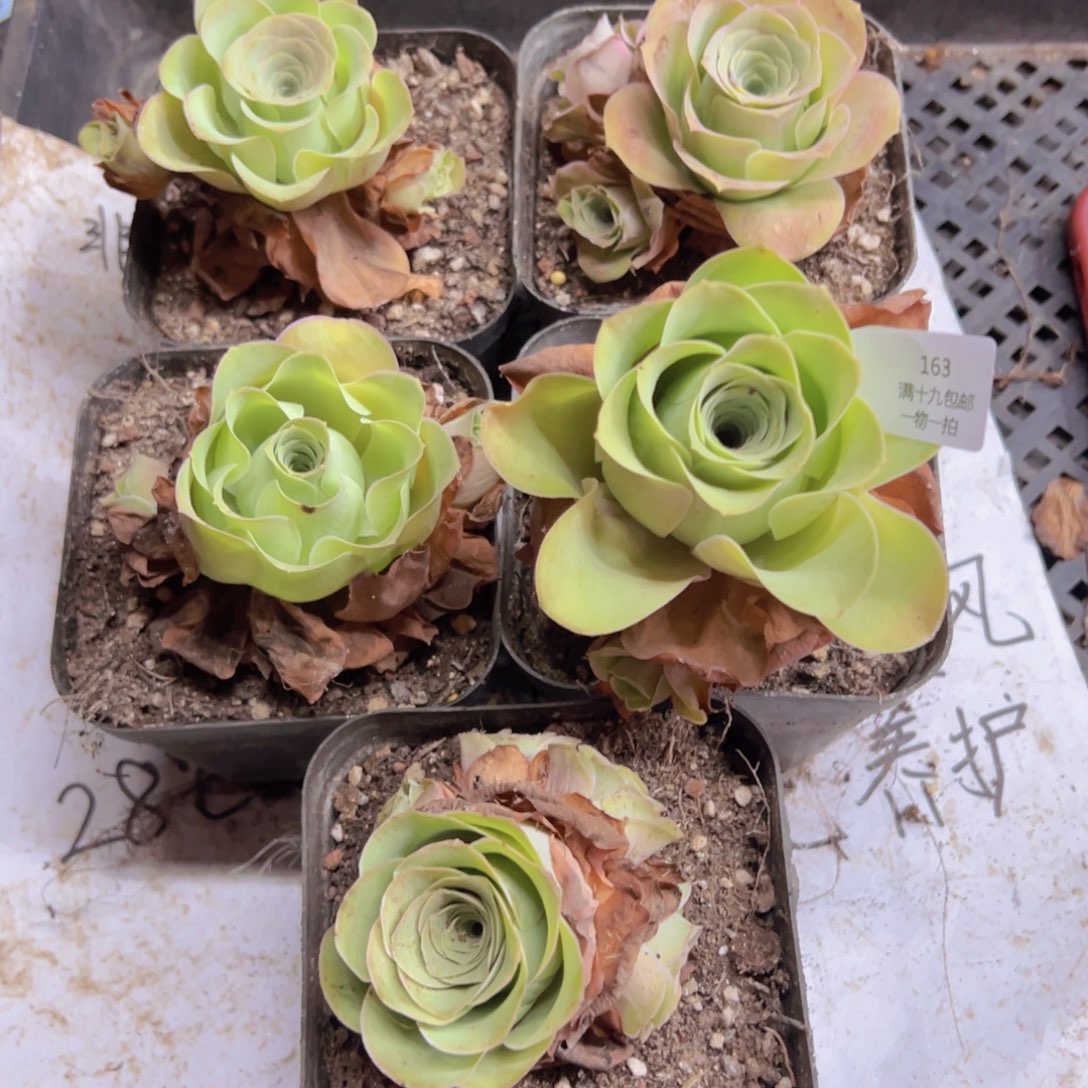 163 侧牙掉了不包损无售后