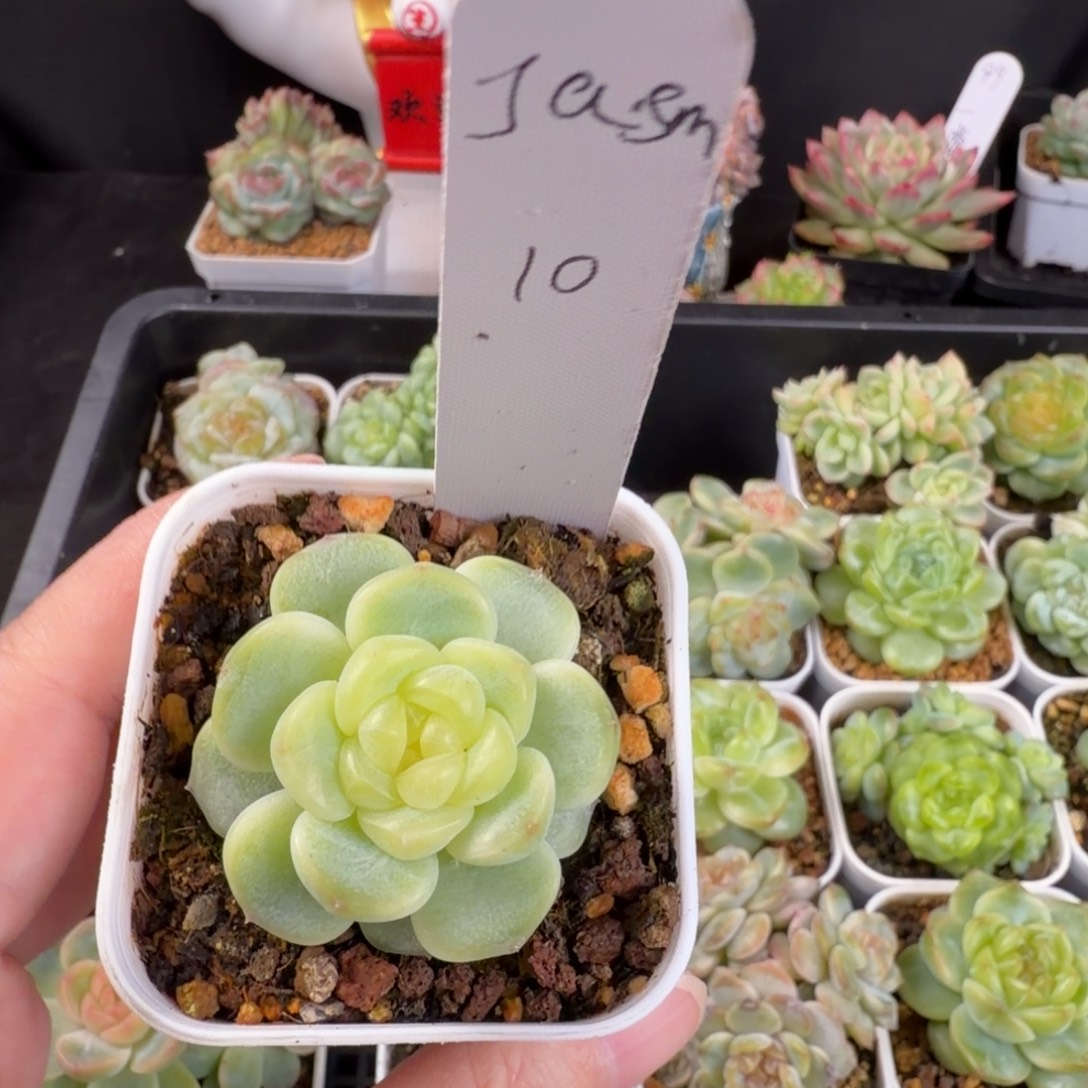 J***ajasm一颗童话甜心