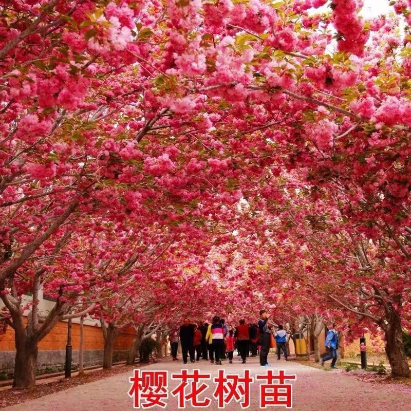 日本樱花树苗木庭院南北方种植盆栽大绿化风景树苗室外花卉早晚樱