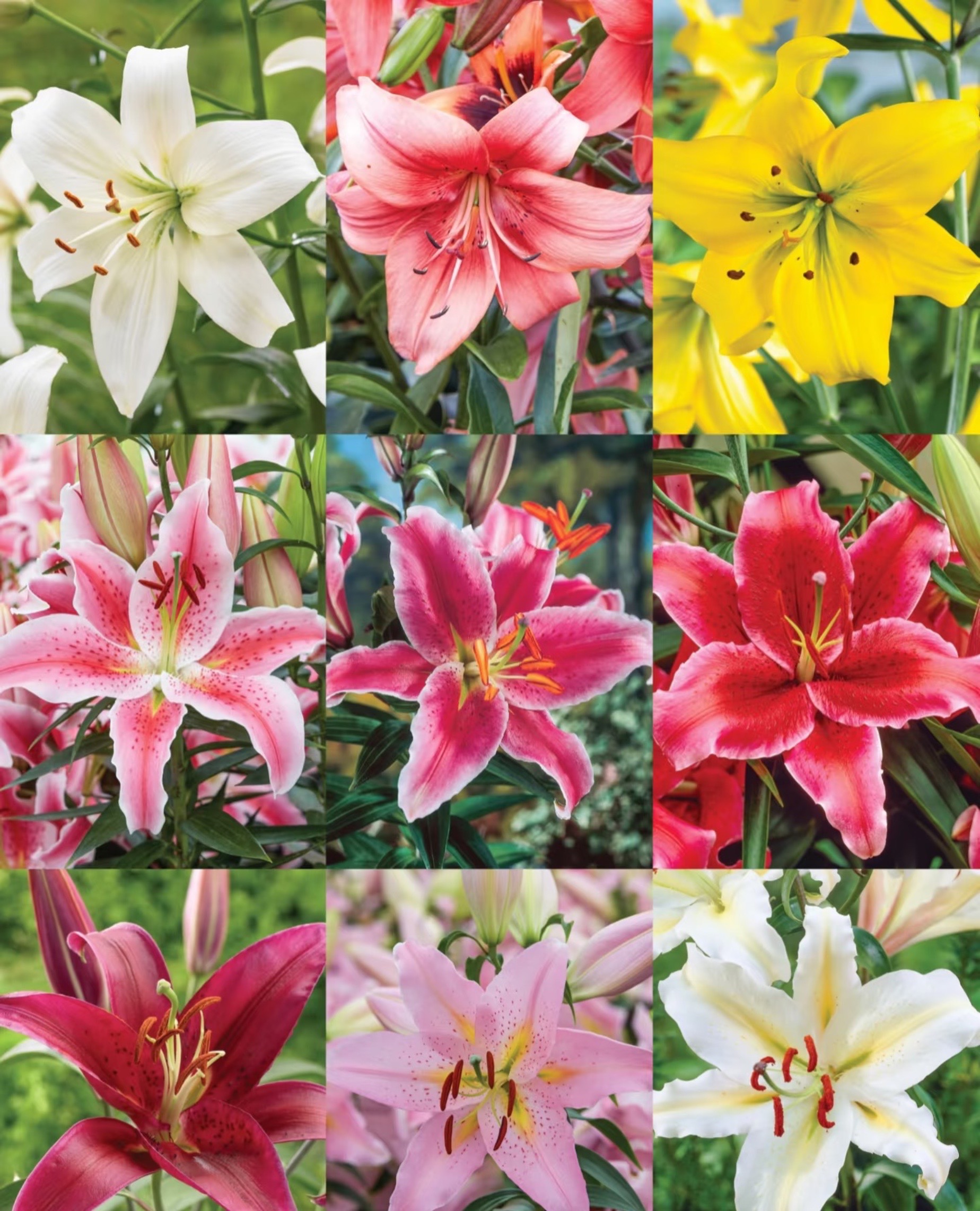 【一单包邮】不选色香水百合 【三单升级京东或顺丰】云南基地直发