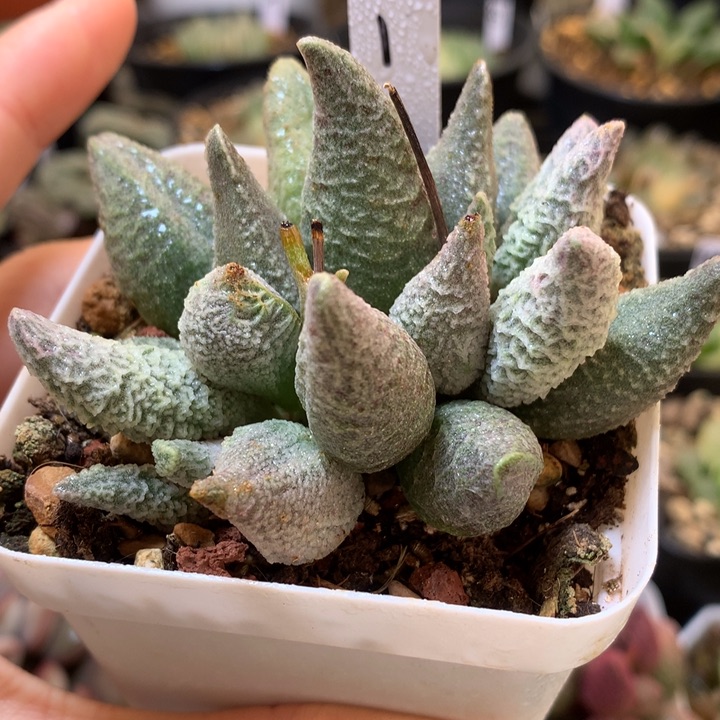 水泡冰淇凌带盆土发货