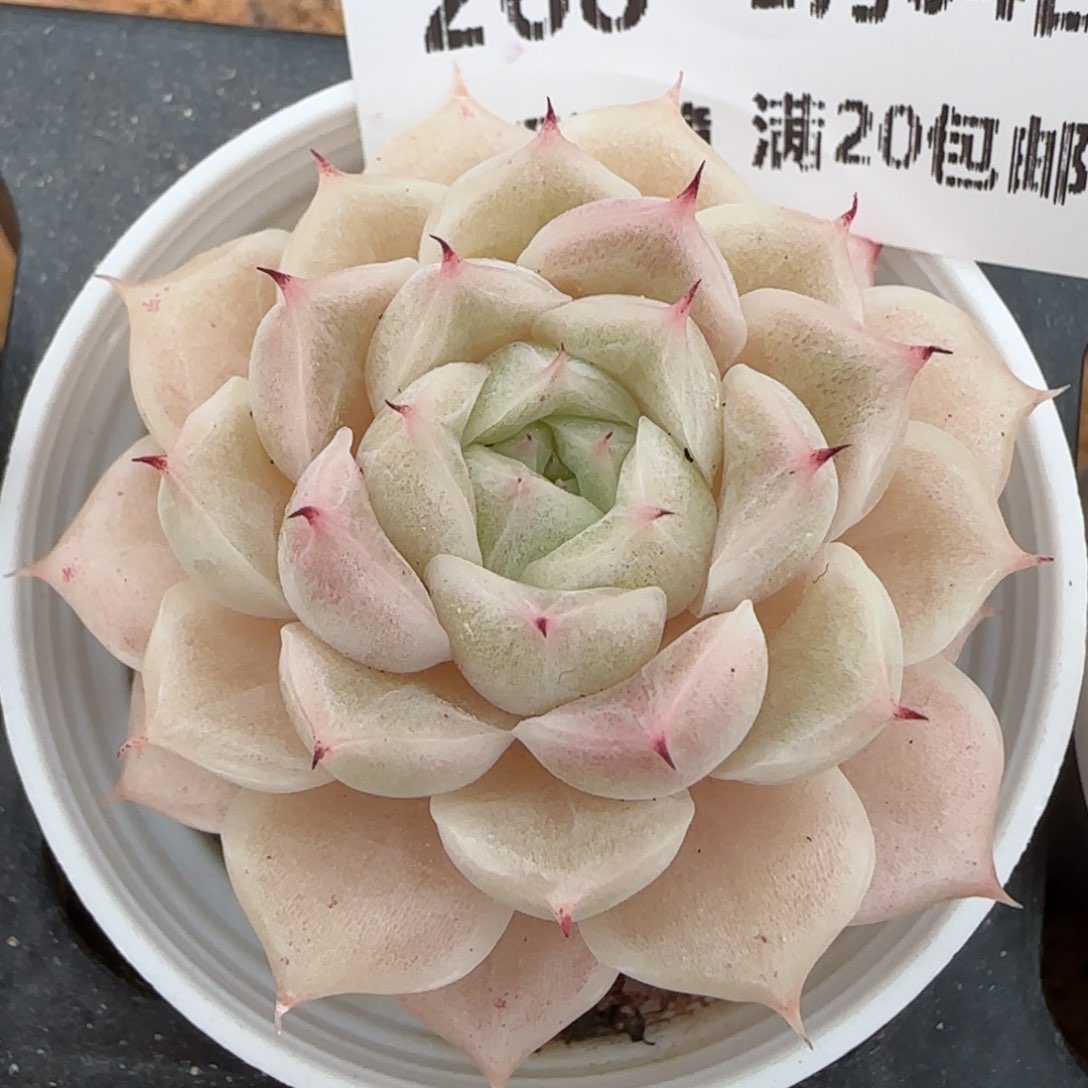 花语逸镜0204-268