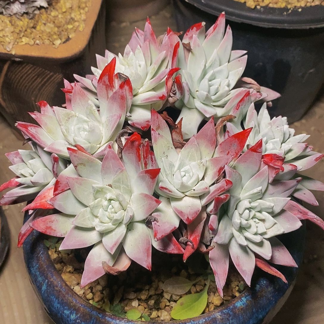 【闪购商品】畅****5哈哈哈哈流丹白豪苹果叶多肉1320