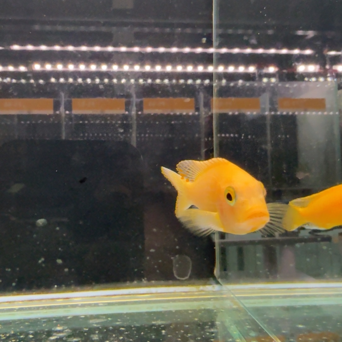 慈鲷379埃斯特斑马。   