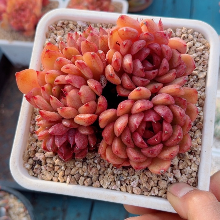 精品多肉植物老桩