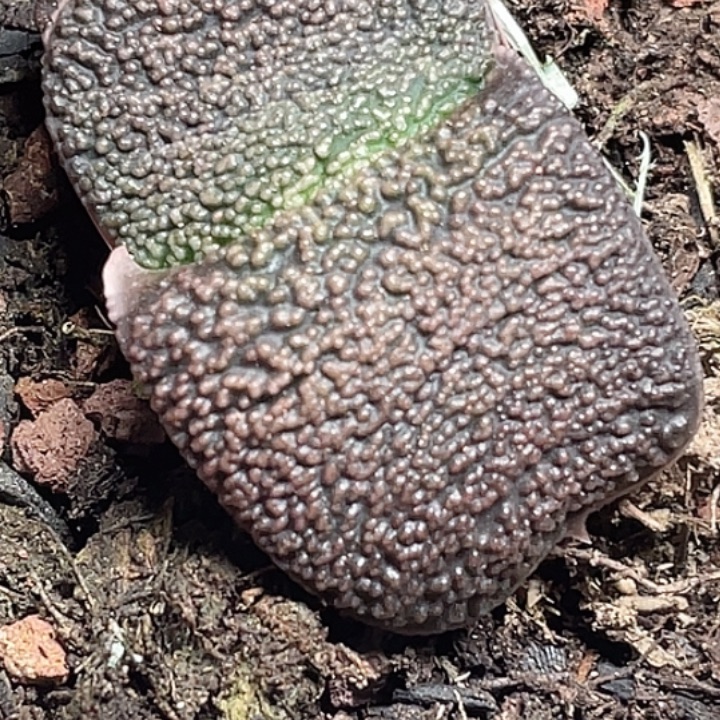 西***西客户专拍一物一拍