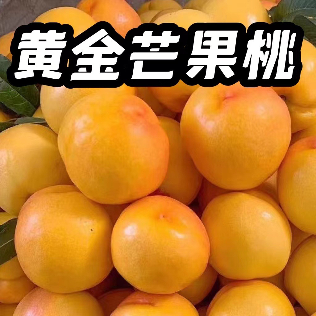 大连特产黄金芒果桃