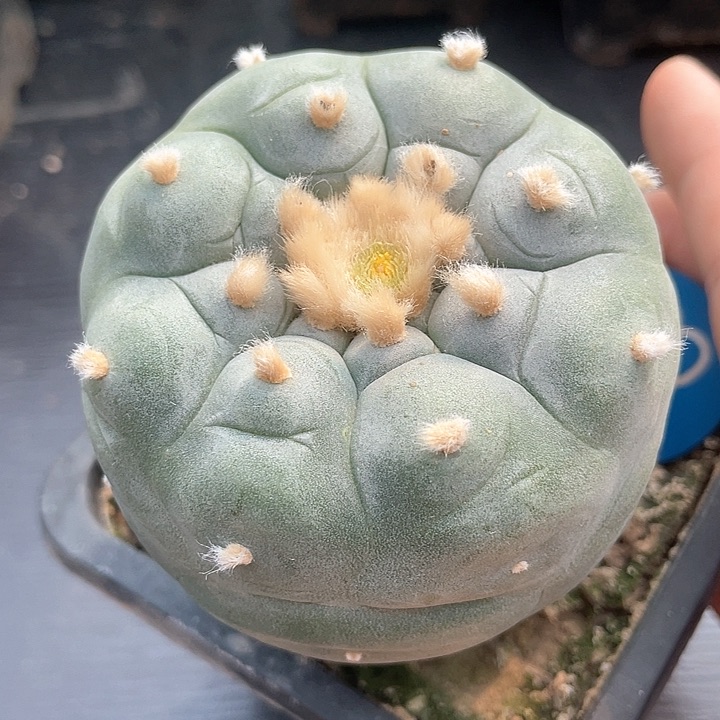 仙人球苗接满38包邮23