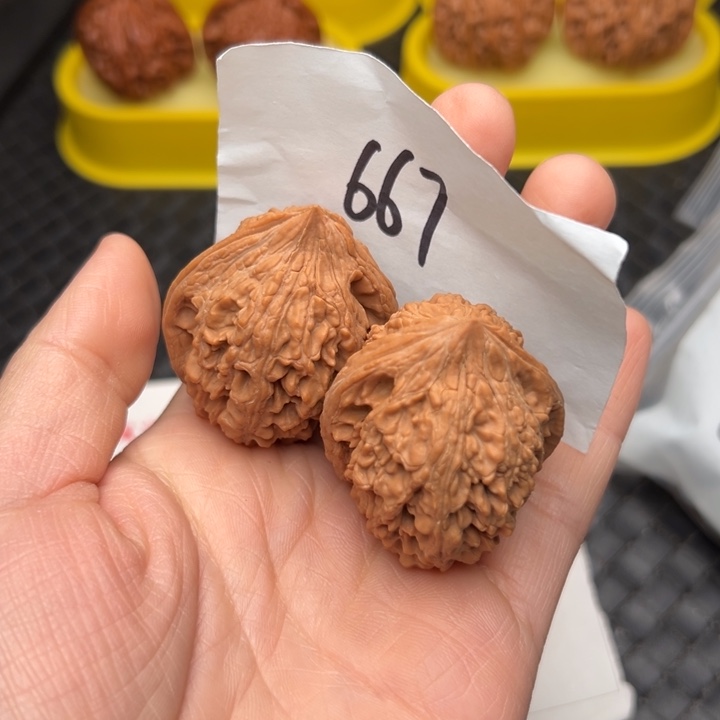 核桃37尺寸大沽石