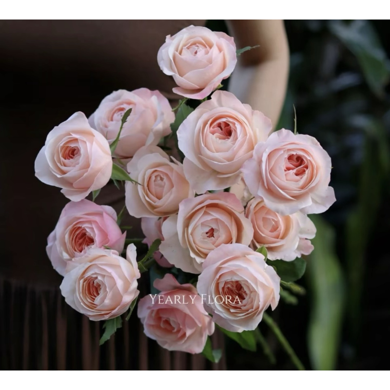 小朱1【凯瑟琳】 单头玫瑰   真花 鲜切花  一单中通，两单顺丰发货