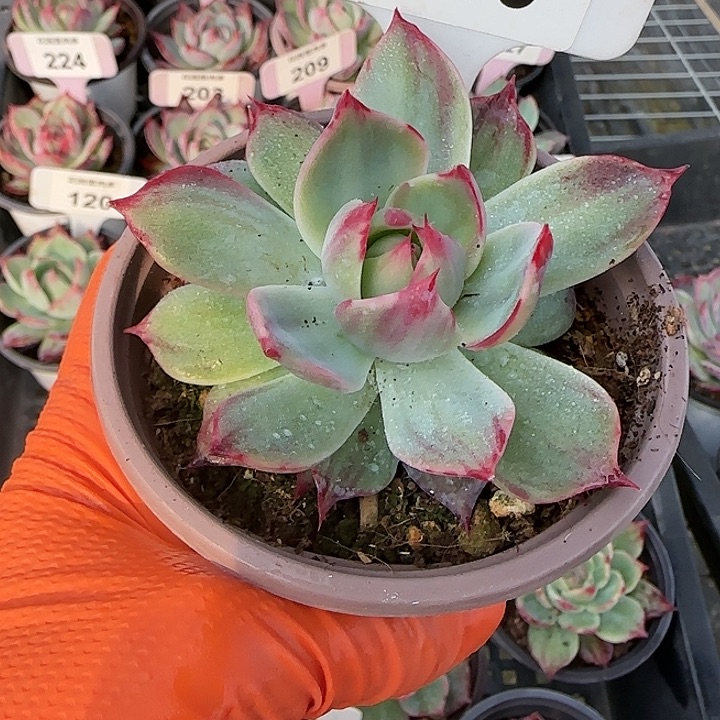 110 惊鸿仙子多肉植物6-9cm