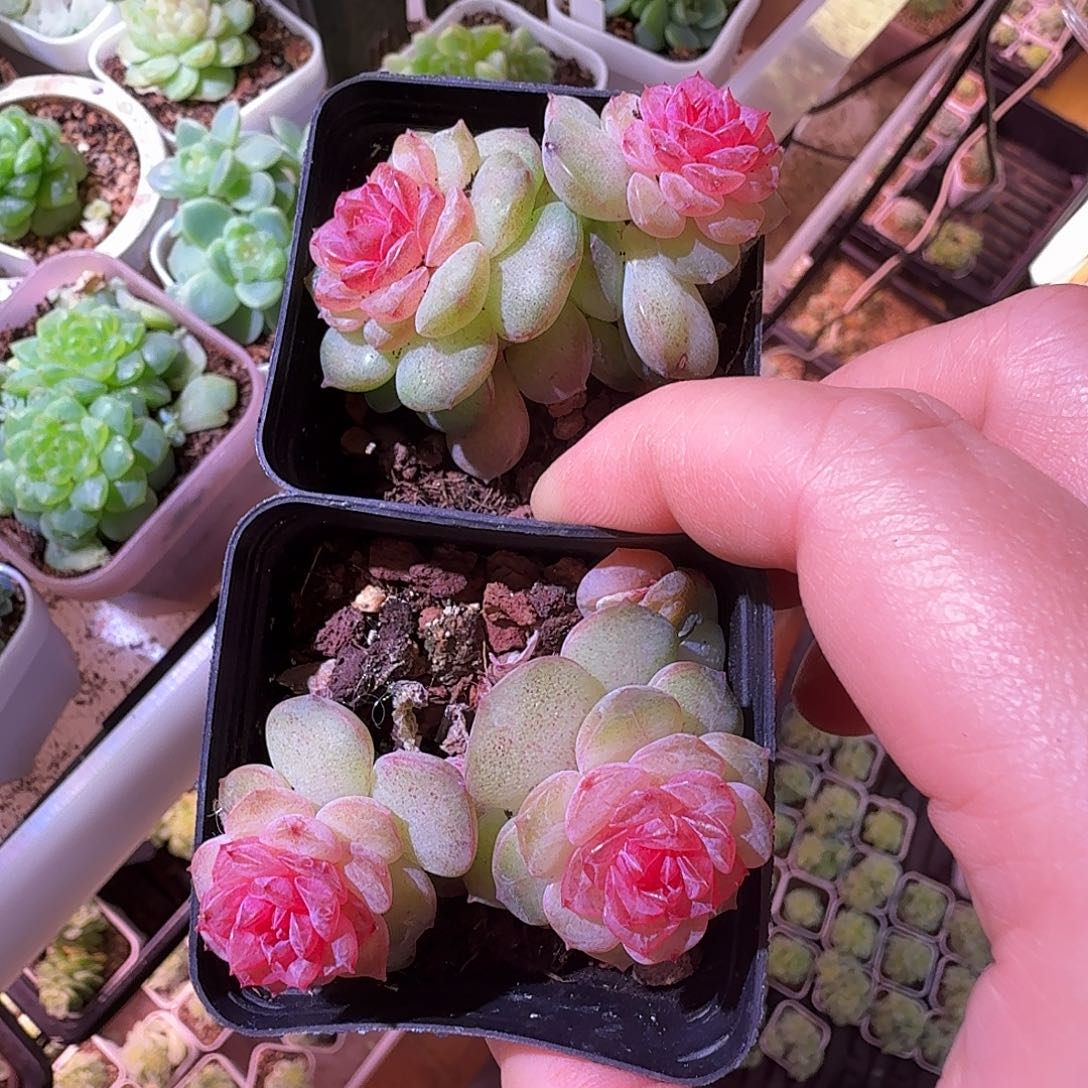 紫烟专拍两颗福利