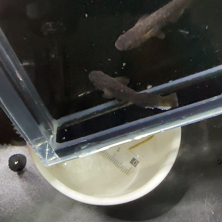 青鳉鱼观背青鱂10