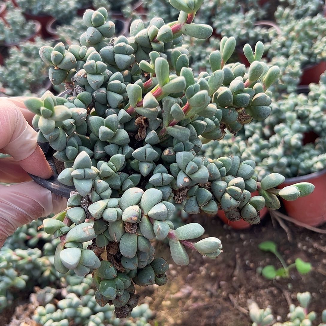 多肉植物鹿角海棠