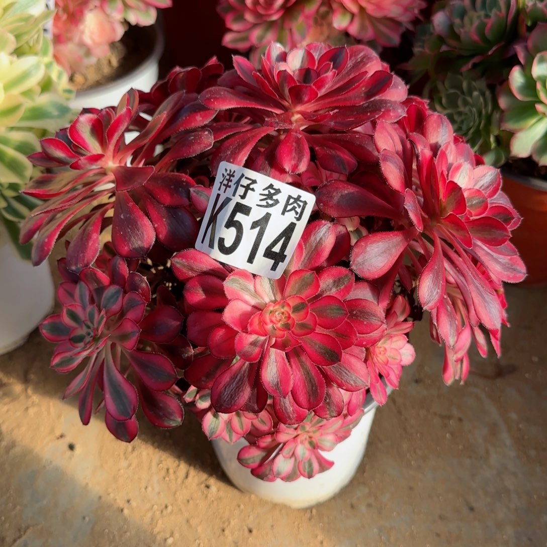 514香奈儿法师园艺官服20左右 2号