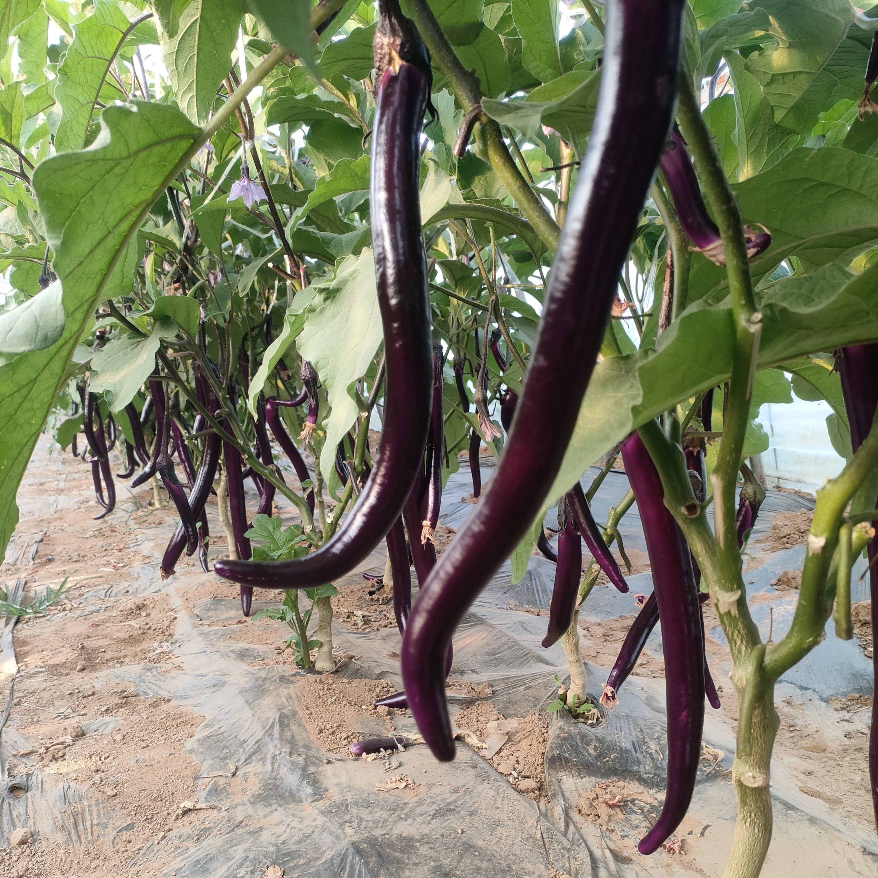 现摘现发新鲜细长紫皮红线茄入口丝滑口感清甜