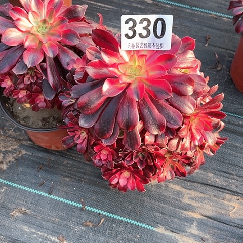 【闪购商品】用****7330美杜莎大小2-12