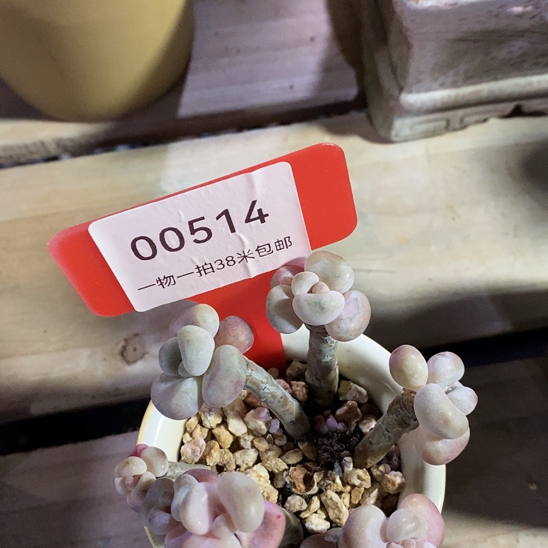 00514册就算呕吐哦哦