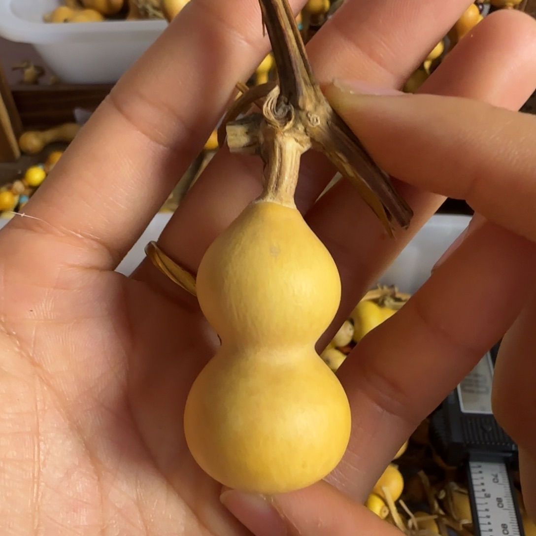 天然草里金小葫芦！