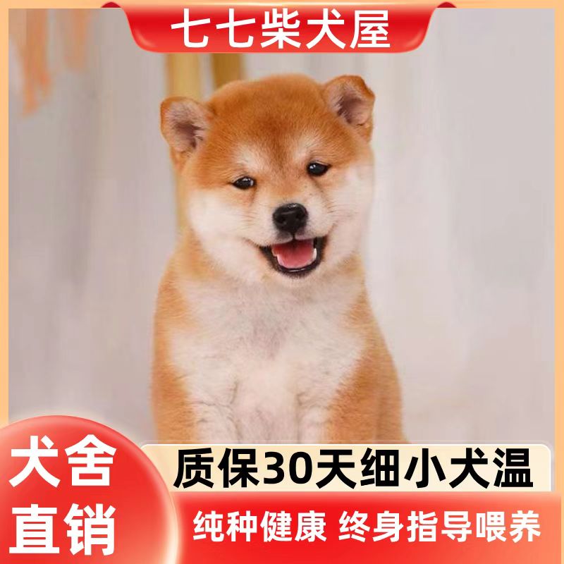 【七七萌宠屋】纯种柴犬幼犬下单送航空箱梳子牵引绳过度狗粮碗