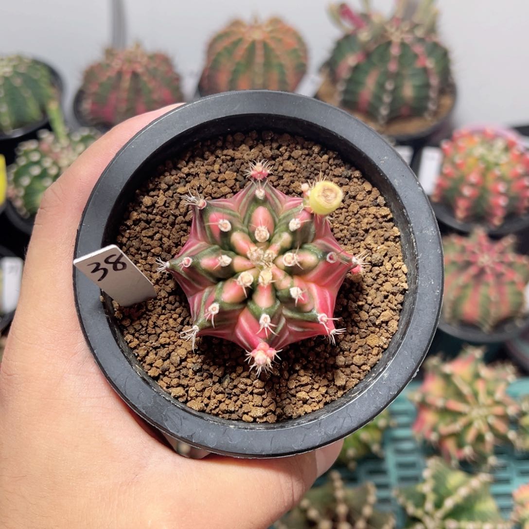 泰系铭品侧—-带盆土发货