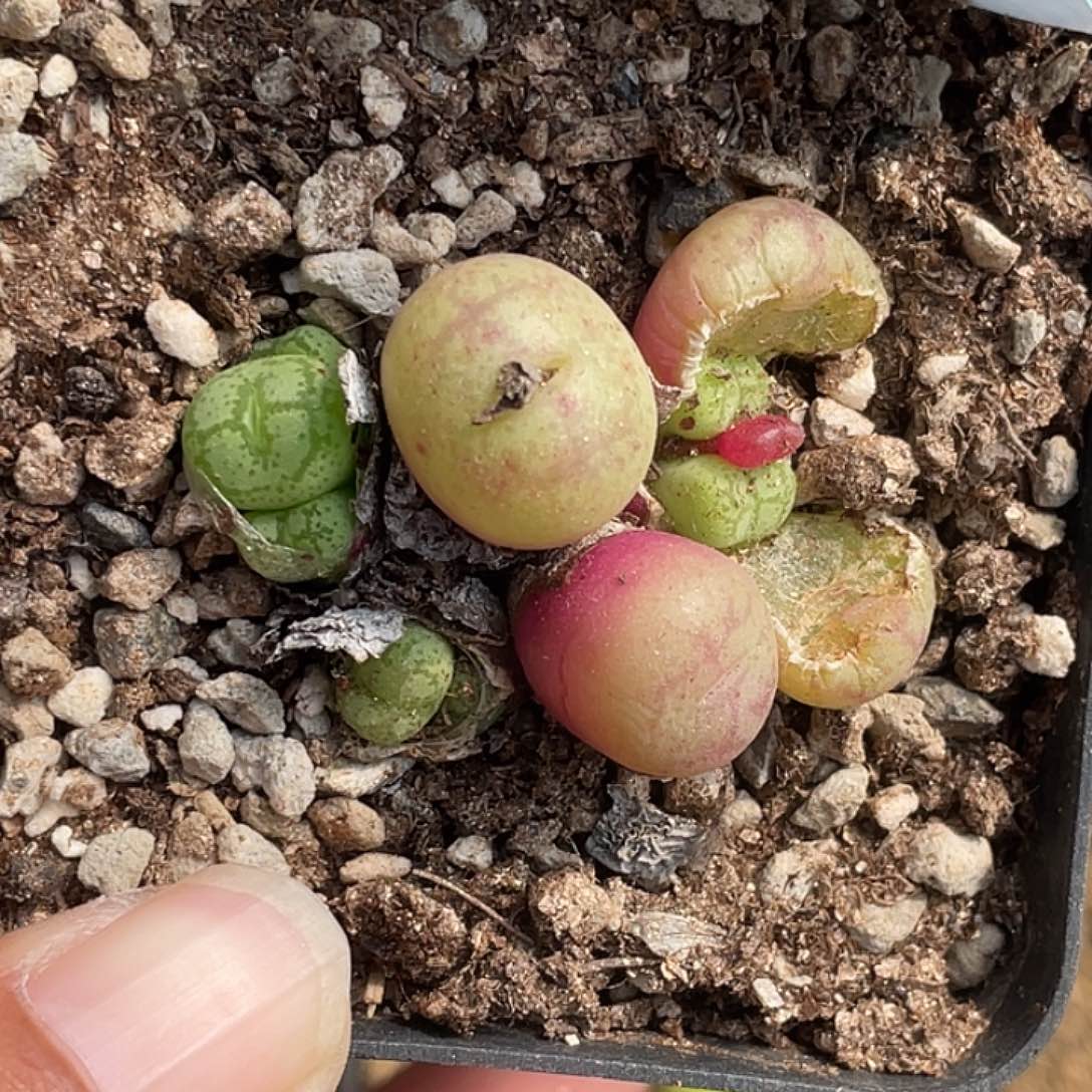 18-57猴多肉植物肉锥