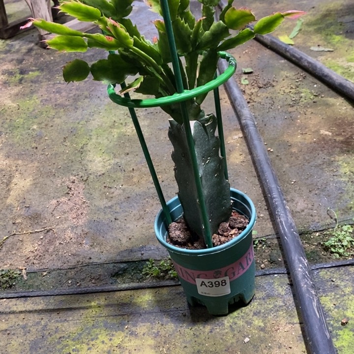 当前无花栽培后可以开花398嫁接083