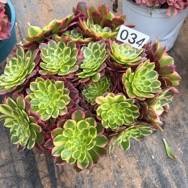 034多肉植物朝霞