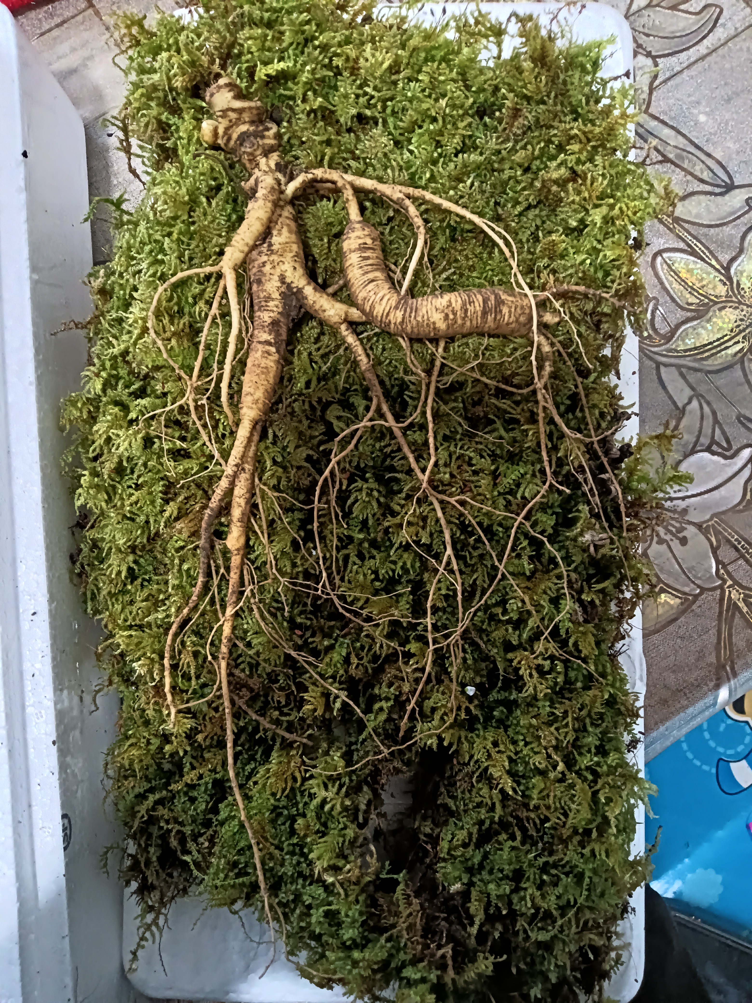 【特级新鲜人参】长白山新鲜带土现发货单支5-12克泡茶煲汤泡酒