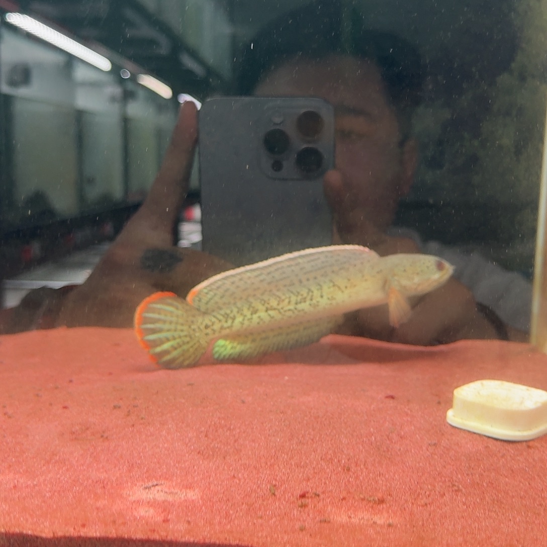 海水鱼淡水鱼巴卡雷龙