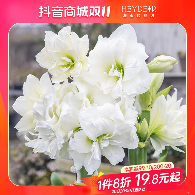 海蒂的花园南非朱顶红种球正版进口当季开花阿弗雷室内栽种球花卉