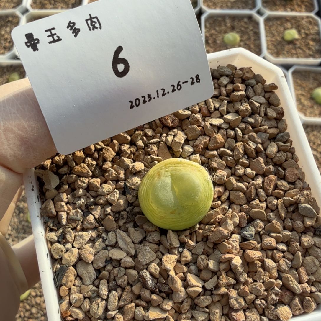 路***河多肉多肉多肉12-006