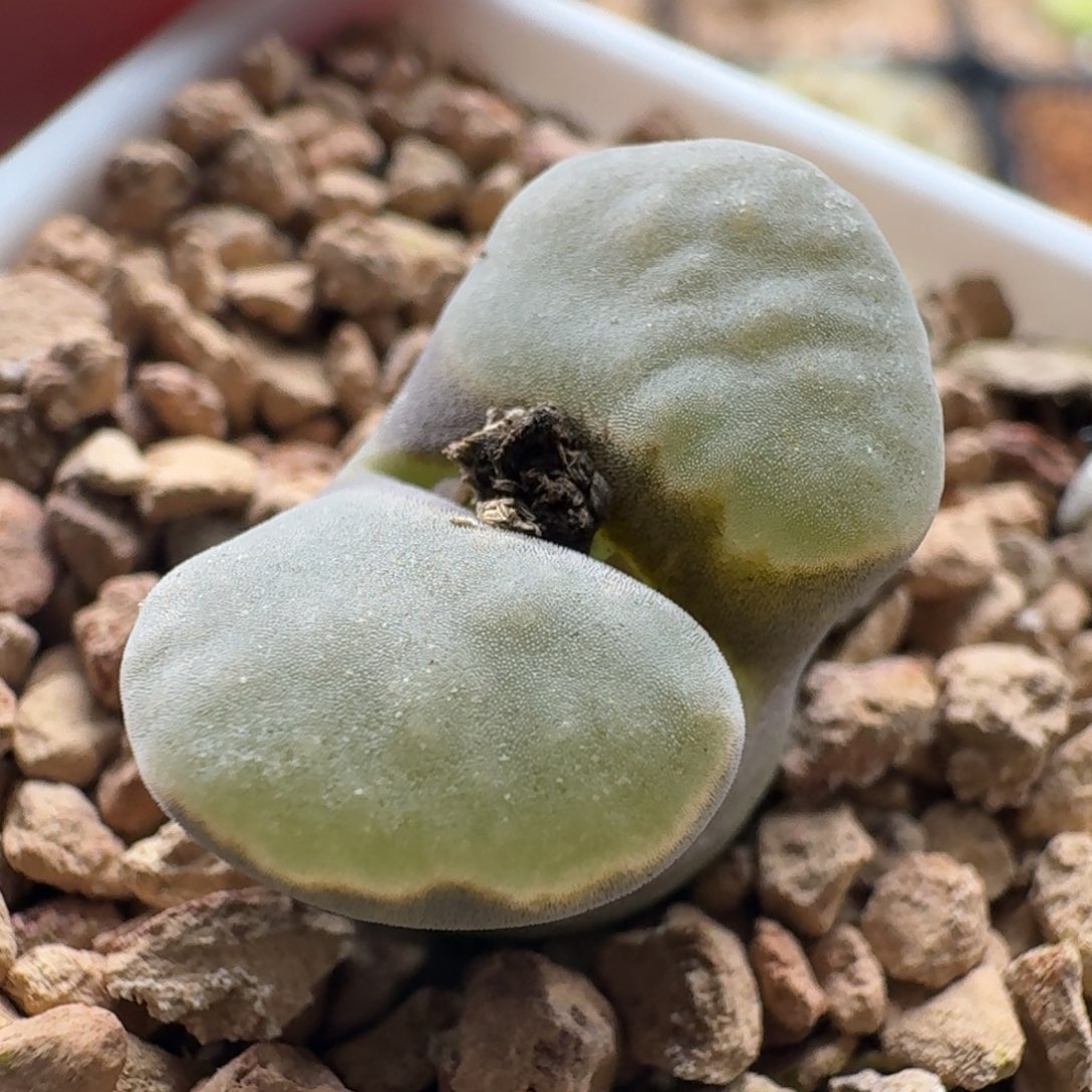 3913磁铁风铃玉风铃玉