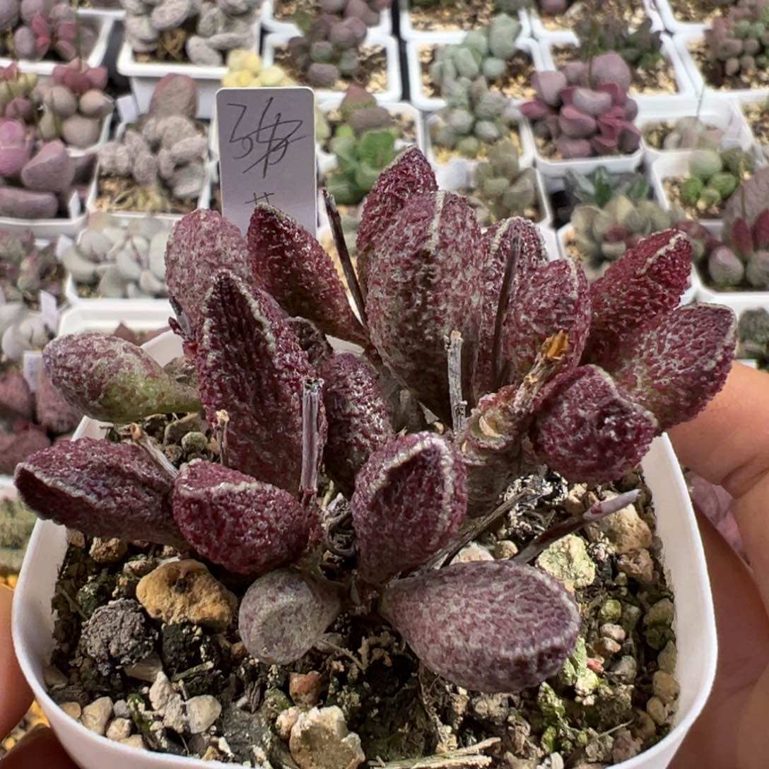 花猪肝多肉植物水泡