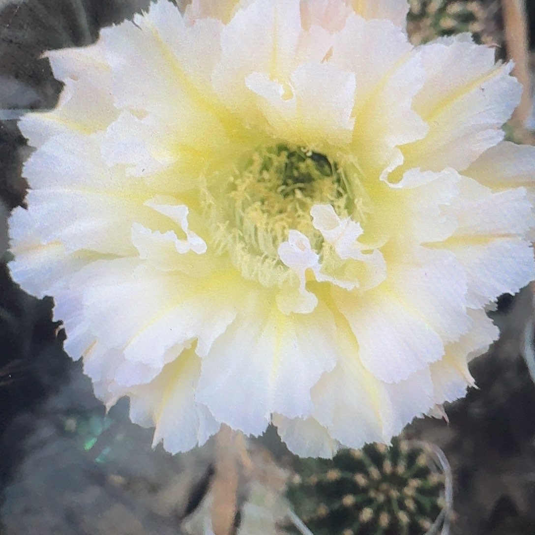 卷可可侧芽4公分彩草