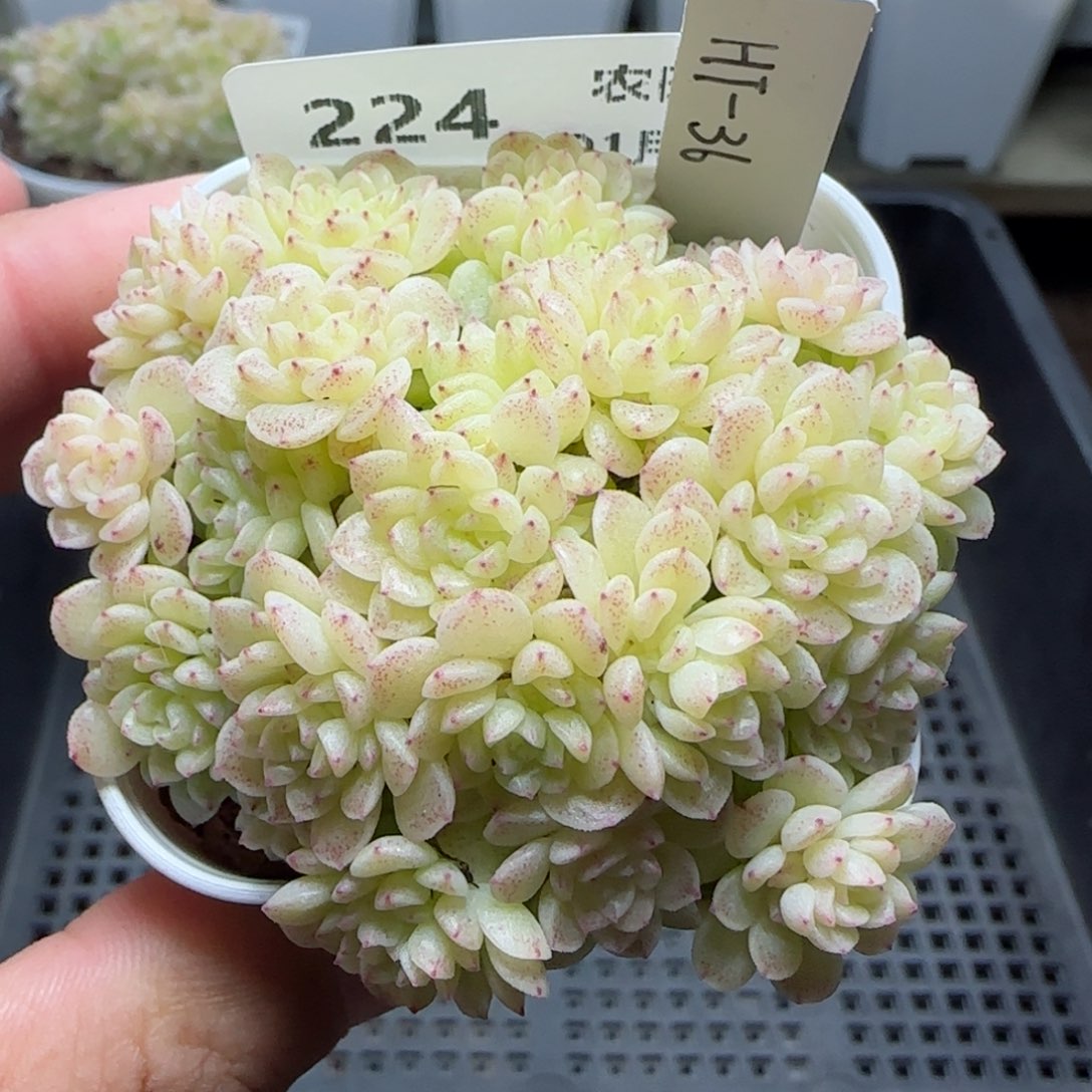 【闪购商品】0131-224（ht-36）专拍