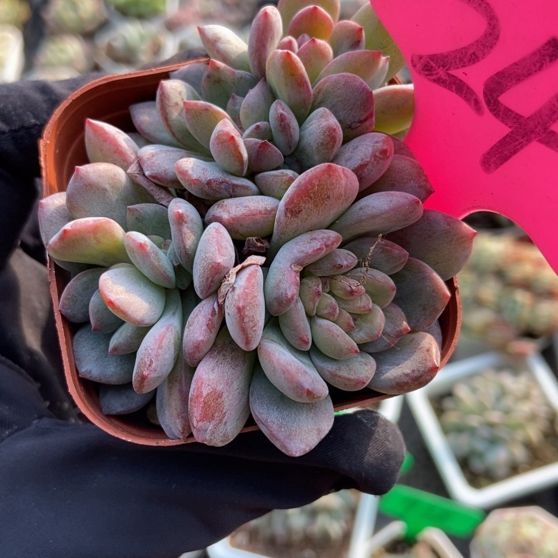 24全明星多肉植物