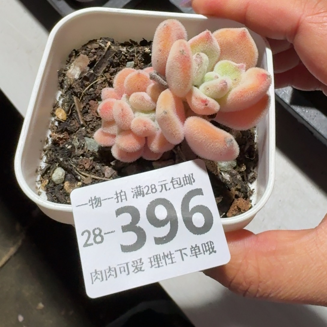 雪晃星缀无盆土发货