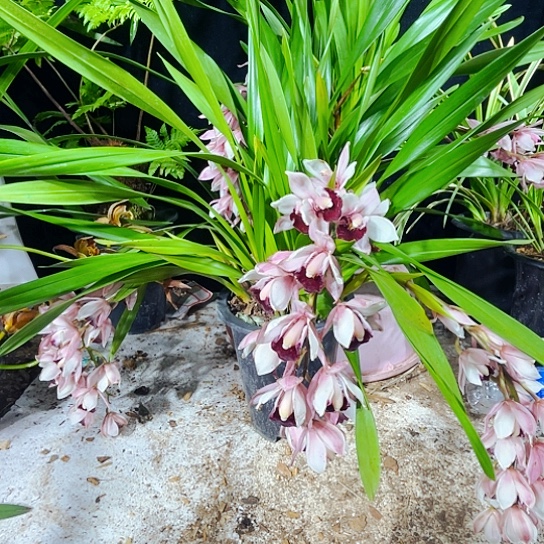 无花朵虎头咯虎兔兰虎头按