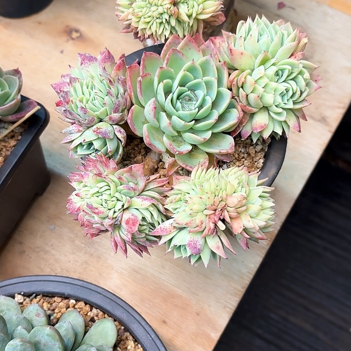 多肉植物，三色景缀