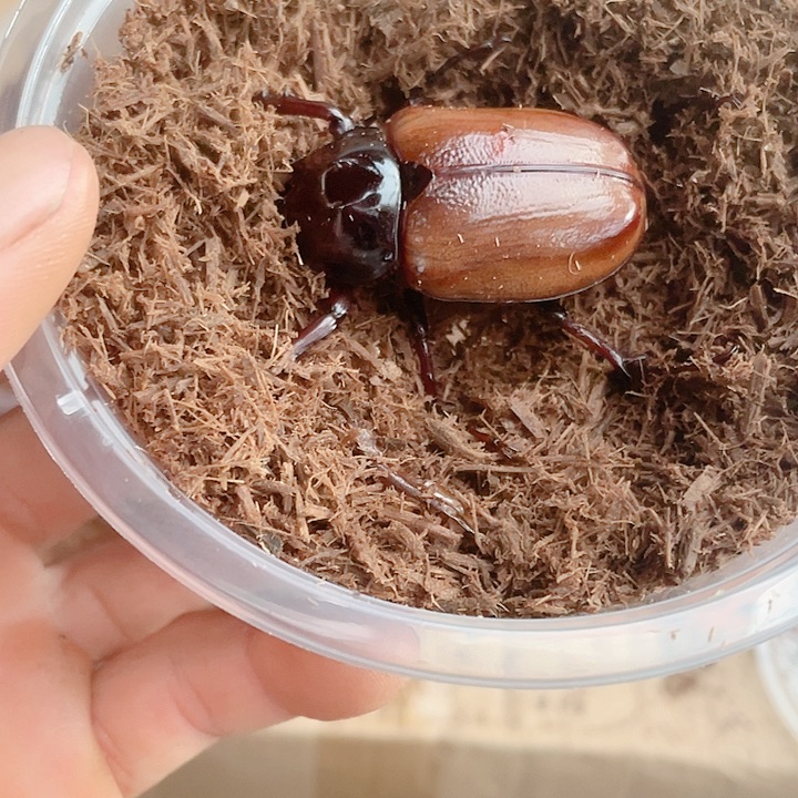 小角的公虫哦哦哦哦