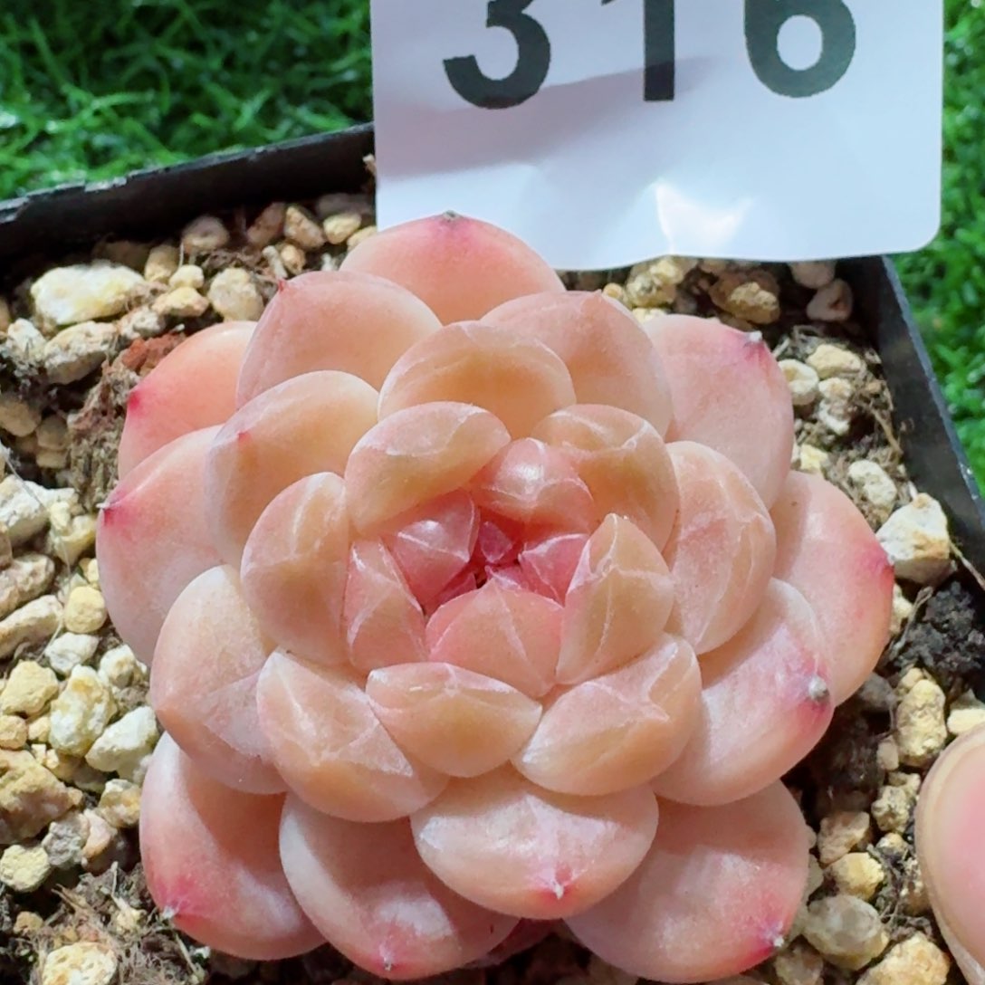 抹茶冰魄         精品多肉