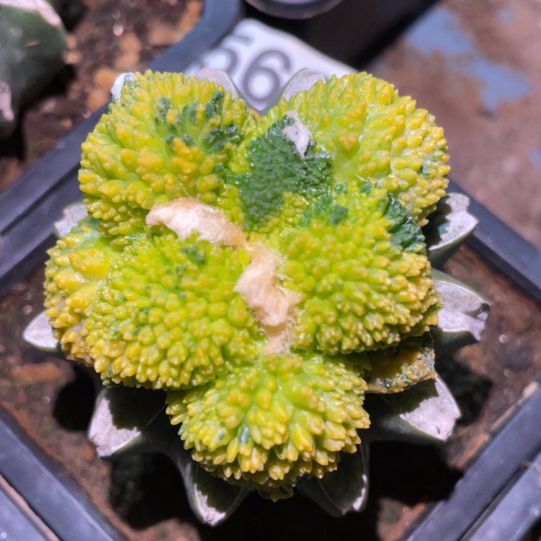 无花朵精选大型炸犹哥斯拉牡丹锦560