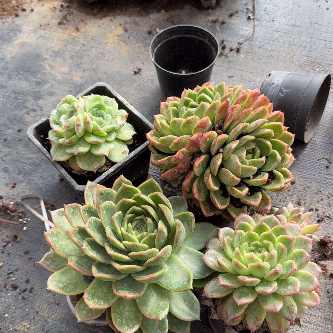 麦秆三大加一小四颗量脱土4-23