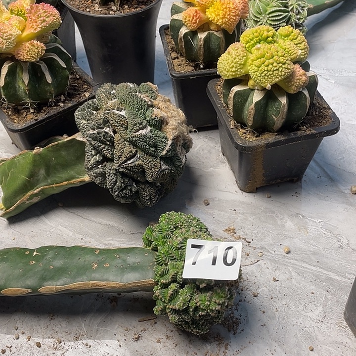 完全开放710五星花龙